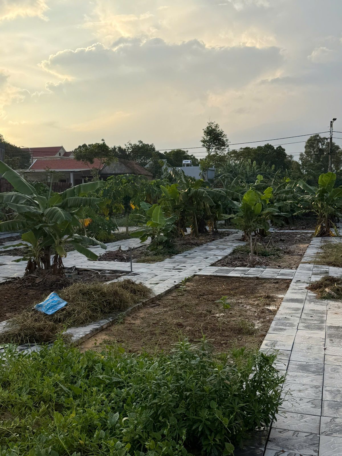 Khu vườn của chị Luấn ở Thuận Đức, những hàng chuối, đu đủ dọc lối lát gạch, nơi chị đang chuẩn bị dựng Home kỹ năng và trải nghiệm mama Luấn.