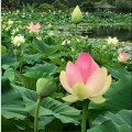 Bùi Văn Tuân