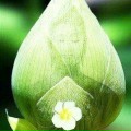 Đặng Toàn Thành